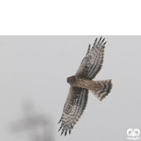 گونه سنقر خاکستری Hen Harrier